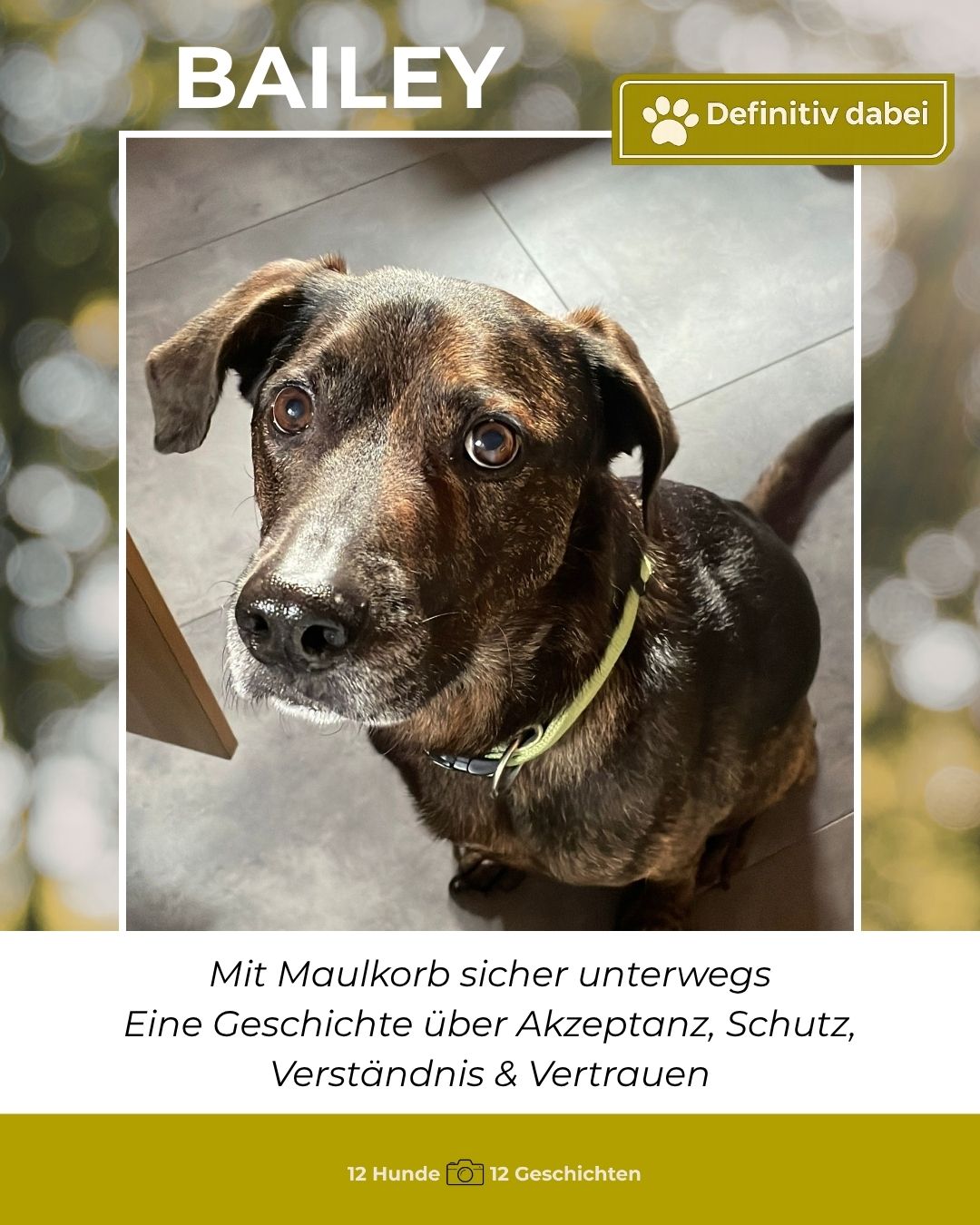bailey – definitiv dabei
