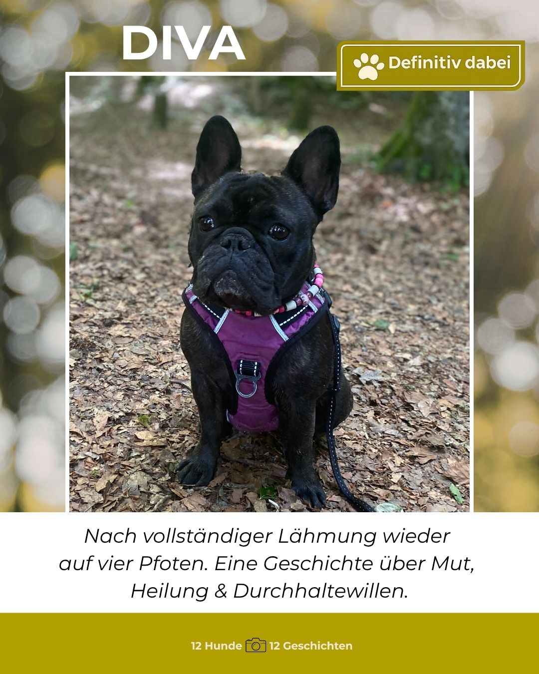 diva – definitiv dabei