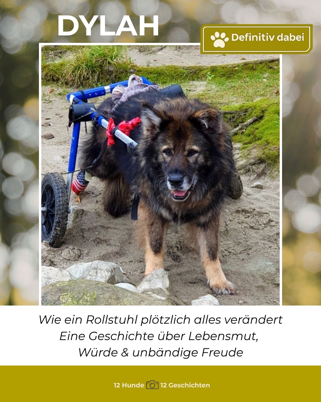 dylah – definitiv dabei