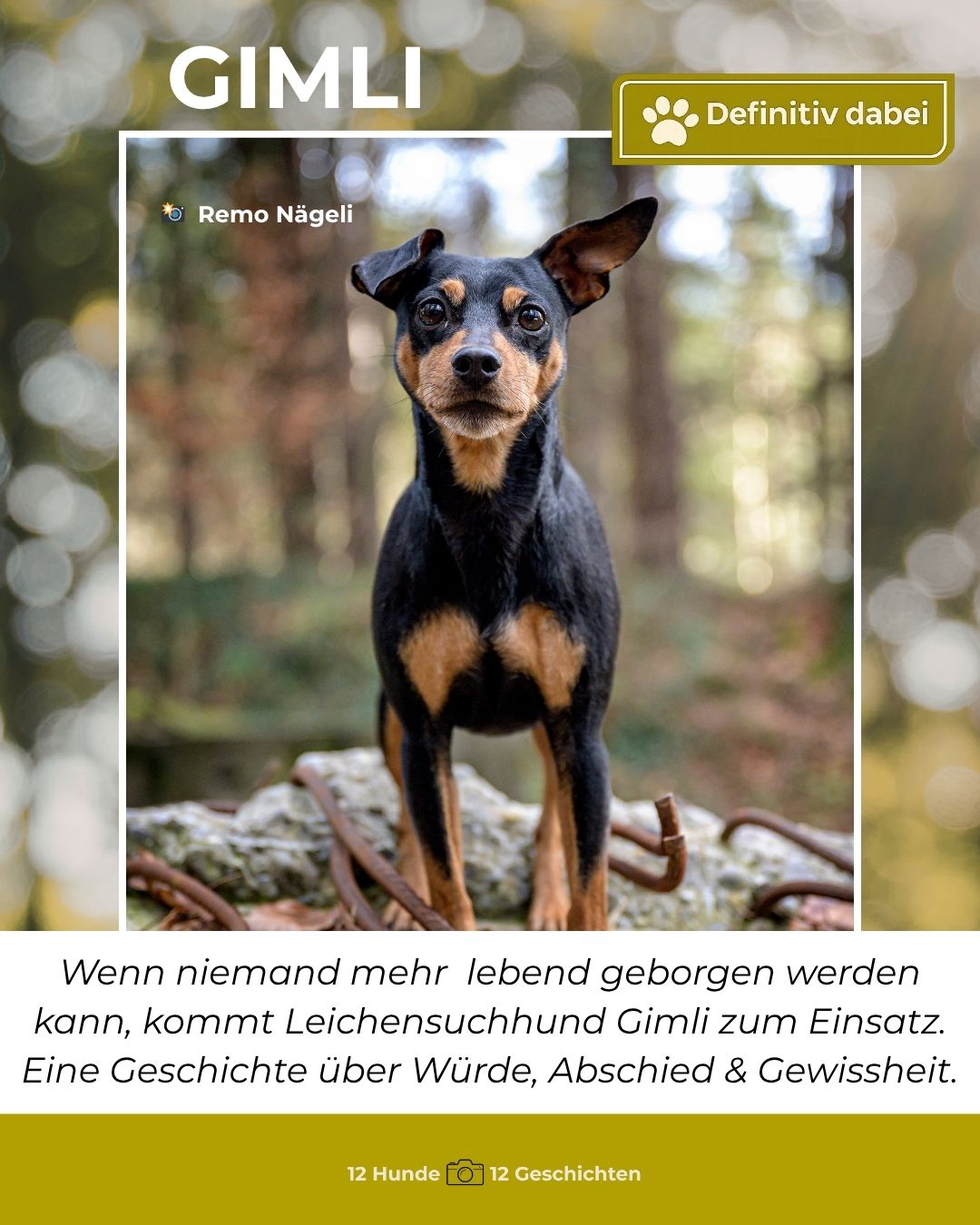 gimli – definitiv dabei