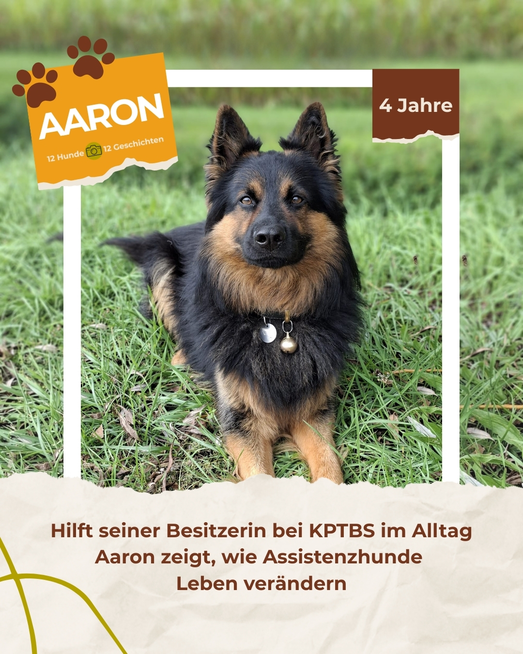 Portrait des nominierten Hundes aaron für das Projekt 12 Hunde – 12 Geschichten